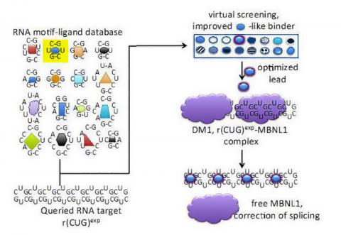 디즈니 교수팀의 RNA motif-ligand 데이터베이스를 이용한 신약 연구 도식. RNA motif-ligand 데이타베이스에 포함된 정보들을 시너지 효과를 낼 수 있도록 병합함으로써 신약 후보인 작은 생체활성 분자들이 유사성 검색에 의해 최적화될 수 있다. 그림은 플로리다 스크립스 연구소 디즈니 랩 홈페이지 인용. ⓒ ScienceTimes