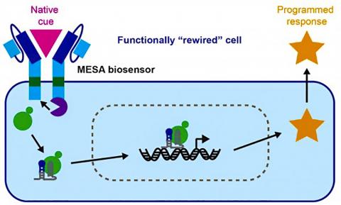 노스웨스턴대가 보유한 ‘모듈식 세포 밖 센서 구축’(MESA; Modular Extracellular Sensor Architecture) 기술을 활용해 세포의 입출력 기능을 재배선하는 것을 설명한 도해. 이번 새로운 연구에서는 인간 면역세포가 종양 유도 단백질을 인식하는 MESA 바이오센서를 발현하도록 가공해, 이 가공된 면역세포들이 종양에서 나오는 고유 신호를 감지하면 면역자극인자를 생성해 내는 반응을 나타낸다. 이런 반응은 자연상태에서는 일어나지 않는다. ⓒ Northwestern University