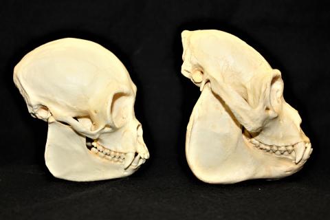 과일을 주식으로 하는 중남미 거미 원숭이(Ateles paniscus; 왼쪽) 두개골과, 과일(36%)과 나뭇잎을 동시에 먹는 멕시코 검은고함 원숭이(Alouatta pigra; 오른쪽)의 두개골 비교 사진. credit: Megan Petersdorf / Skull collection: Center for the Study of Human Origins