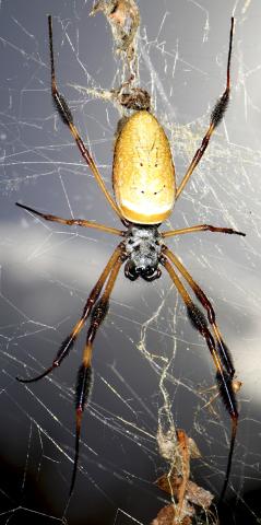 황금색 둥근 거미(Nephila clavipes)의 모습. Credit: Matjaž Kuntner, Research Centre of the Slovenian Academy of Sciences and Arts