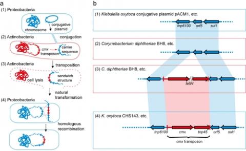 악티노박테리아(Actinobacteria)에서 대표 그람음성 박테리아 분류인 프로테오박테리아(Proteobacteria)로 항생제 내성 유전자가 전달되는 '캐리백(carry-back)' 과정. 악티노박테리아와 프로테오박테리아는 각각 붉은색과 푸른색으로 표시했다. 점선은 플라스미드나 염색체 일부에 해당하는 DNA를 뜻한다.