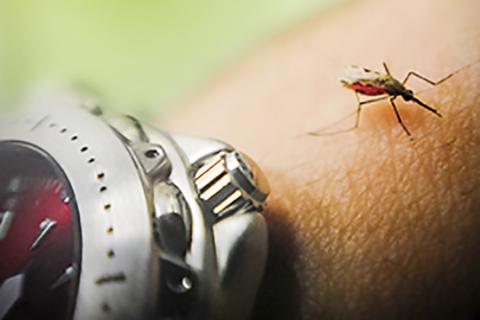 미국 노트르담대 과학자들은 말라리아의 주요 매개체인 아프리카 얼룩날개 모기(Anopheles gambiae)를 야간에 10분 정도의 빛에 노출시키면 무는 것을 억제하고 비행행동을 조종할 수 있다는 사실을 발견했다. Credit: University of Notre Dame