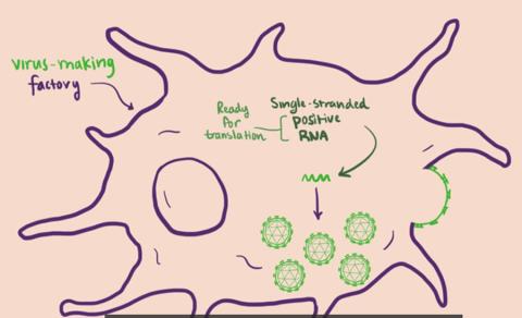 저속으로 촬영한 초파리 시각시스템 발달 장면 동영상 캡처. Credit: Courtesy of Vilaiwan M Fernandes, Desplan Lab, NYU’s Department of Biology.