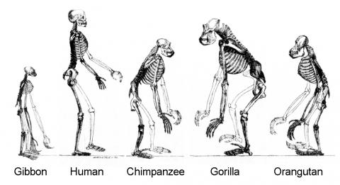 사람과 사람 비슷한 동물(hominoids)인 유인원은 진화학적으로 공통의 조상을 갖고 있다. 이 공통 조상의 몸체가 생각보다 매우 작았다는 연구가 발표됐다. Credit : Wikimedia Commons / TimVickers