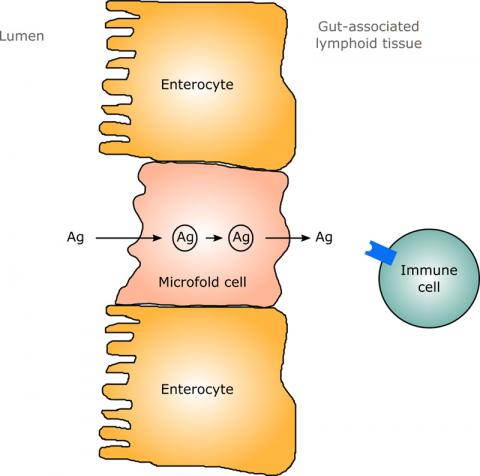 장의 미소주름(Microfold) 세포는 통과세포외배출(transcytosis)을 통해 항원 (Ag)을 장의 내강에서 장과 연결된 림프 조직(GALT)으로 옮겨 선천 적응 면역세포에 전달한다. CREDIT: Wikimedia Commons / 2n00b