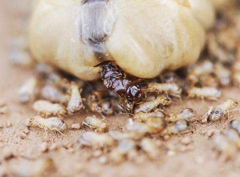 여왕개미의 모습. 흰개미종(Macrotermes bellicosus)의 이 여왕개미는 하루에 2만개의 알을 낳지만 20년까지 살 수 있다. 그에 비해 일개미들은 수명이 몇 달밖에 안된다. Photo: Judith Korb
