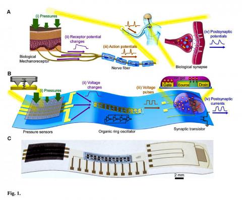 (A)생물학적 기계자극감지(mechanosensory) 신경. 기계수용체가 압력을 받으면 수용체 전위를 변화시킨다. 감각 뉴런의 신경섬유는 수용체 전위 변화에 따라 활동 전위를 생성한다. 활동 전위는 생물학적 시냅스를 통해 척수의 그 다음 뉴런으로 전달된다. (B)인공 기계자극감지 신경. 압력 센서, 유기 링 발진기 및 시냅스 트랜지스터는 각각 생물학적 기계수용체, 생물학적 뉴런 및 생물학적 시냅스를 모방해 작동한다. 같은 색상은 해당 부위를 함께 나타낸다. (C) 인공 기계자극감지 신경 사진. CREDIT: Yeongin Kim (Stanford University), Alex Chortos(Stanford University), Wentao Xu (Seoul National University), Zhenan Bao (Stanford University), Tae-Woo Lee (Seoul National University)