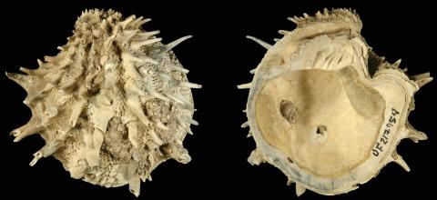 대서양에 현재 서식하면서 화석이 존재하는 가시 보석상자 조개(Arcinella cornuta ) CREDIT: Neogene Atlas of Ancient Life / University of Kansas