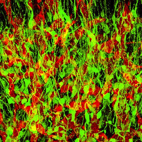 쥐의 후각에 관여하는 GFP 양성 신경 전구세포(녹색). 붉은 색은 RECA-1 양성 혈관. CREDIT: Wikimedia Commons / Oleg Tsupykov