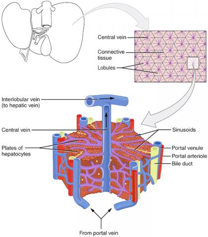간을 현미경적으로 해부한 모습. Credit : Wikimedia Commons/ Anatomy & Physiology, Connexions Web site. http://cnx.org/content/col11496/1.6/
