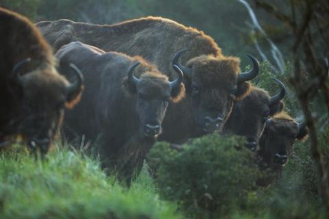 재야생화된 네덜란드 국립공원의 들소 떼 ⓒ Staffan Widstrand/Rewilding Europe