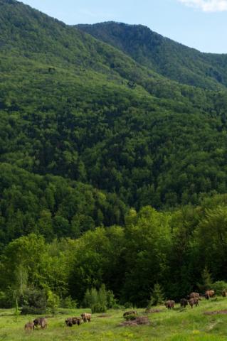 루마니아 타르쿠 산맥에 방목되는 유럽 들소들 ⓒ Staffan Widstrand/Rewilding Europe
