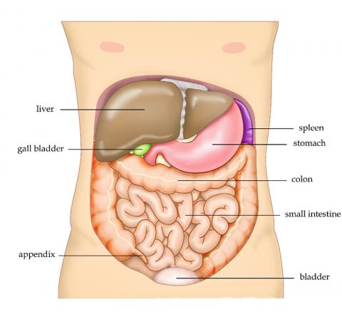 가로막 아래 우상복부에 위치한 간은 탄수화물과 단백질, 지방대사 및 호르몬 대사를 비롯한각종 대사작용과 해독 및 살균작용을 한다. Credit : Wikimedia Commons/ Tvanbr