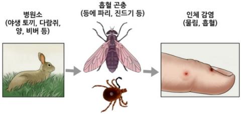 야토병의 원인 및 개요 ⓒ 아산병원