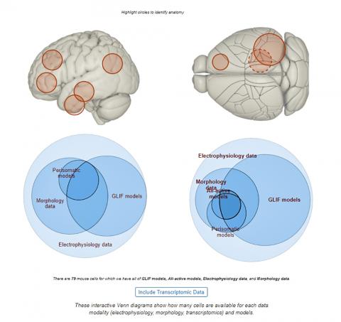 Allen Brain Atlas(http://celltypes.brain-map.org/)에 실린 Venn 다아이그램. 마우스를 움직이면각 모델과 데이터에 따른 뇌세포 정보를 보여준다. Credit: Allen Brain Atlas