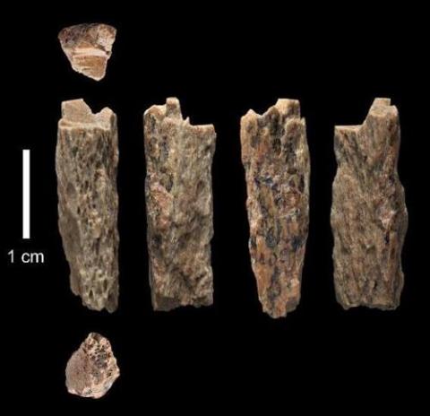네안데르탈인인 어머니와 데니소바인 아버지 사이에서 태어난 소녀의 뼈 화석 ⓒ 독일 막스플랑크 진화인류학연구소 제공