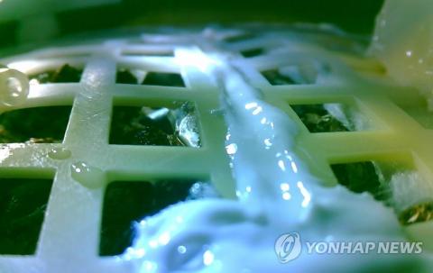 인류 사상 처음으로 달 뒷면에 착륙한 중국 달 탐사선 '창어(嫦娥) 4호'가 실시한 생육실험에서 지구에서 가져간 면화 씨가 싹을 틔운 모습으로 15일 충칭대가 제공한 사진이다. 달은 낮 온도가 100℃를 넘고 밤 온도는 -100℃ 이하로 떨어지는 등 엄청나게 큰 기온 차로 식물이 자라기 어려워 생육실험은 온도를 일정하게 유지하는 특수 용기 안에서 이뤄진다.