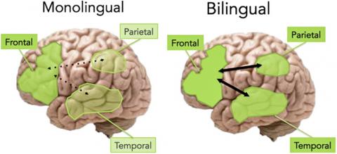 연구팀은 인지 유지(cognitive reserve)에 대한 교육의 기여는 삶의 경험이나 생물학적 요인 같은 다른 요인들에 의해 좌우될 수 있다고 말한다. 그림은 단일 언어와 이중 언어를 쓰는 사람의 뇌 노화에 대한 내용. 이중 언어를 쓰는 사람의 노화된 뇌는 후부 영역(측두엽과 두정엽 포함)의 보존뿐만 아니라 전후 영역의 연결성이 증가돼 인지 유지를 이끈다. Credit: Wikimedia Commons / Grant A, Dennis NA and Li P