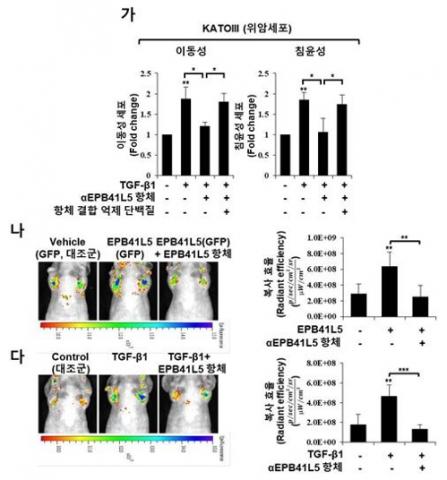 (가) 형질전환성장인자1에 의해 위암세포 전이가 증가하더라도, EPB41L5 항체를 처리하면 다시 감소했다. 이 효과는 항체 활성을 막는 물질을 투입하면 상쇄했다.(나·다) EPB41L5와 형질전환성장인자1에 의해 위암세포주 전이가 증가하더라도, EPB41L5 항체를 꼬리 정맥주사로 투입하면 다시 억제했다. ⓒ 한국연구재단