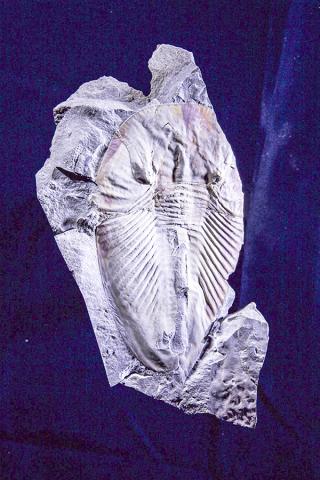 캄브리아기 시기의 대형 절지동물인 파이토필라스피스(Phytophilaspis)의 화석. CREDIT: Andrey Zhuravlev, Lomonosov Moscow State University