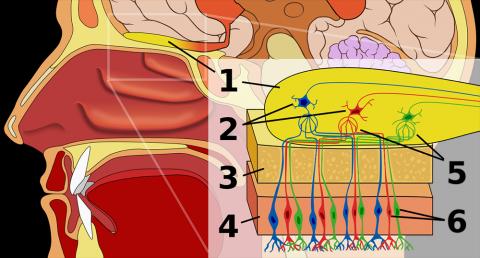 인체의 후각 시스템 모습. 1: Olfactory bulb 2: Mitralcells 3: Bone(Cribriformplate) 4: Nasal epithelium 5: Glomerulus 6: Olfactory receptor cells CREDIT: Wikimedia / Chabacano
