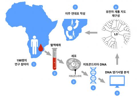 혈액 샘플로부터 L0 유전자 뿌리를 추적하는 과정. 남아프리카에 남아있는 L0 유전자 그룹 후손들은 인류 유전 역사 중 가장 오래된 부분을 갖고 있다. 많은 개인으로부터 획득한 미토콘드리아 DNA 염기서열을 통해 연구진은 L0 그룹의 하위계통 발생 연대표를 재구성했다. 유전자 계통 지도로부터 유전적 발산 시간을 추정하면 과거 이주들의 연대표를 재구성할 수 있다. CREDIT: IBS 기후물리 연구단 / Nature