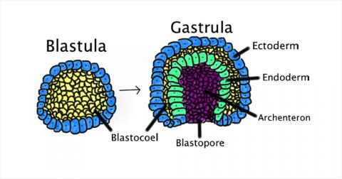 장배 형성은 배아에서 한 층으로 된 포배(blastula)가 안쪽을 접히고 확대돼 장배(gastrula)가 만들어지는 것을 말한다. 장배 형성은 사람의 경우 초기 배아 3주째 일어나며 내배엽, 중배엽, 외배엽이 형성된다. CREDIT: Wikimedia / Abigail Pyne