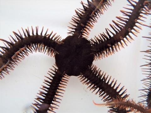 눈 없이 주변을 볼 수 있는 것으로 밝혀진 붉은 거미불가사리  ⓒ 로렌 섬너-루니