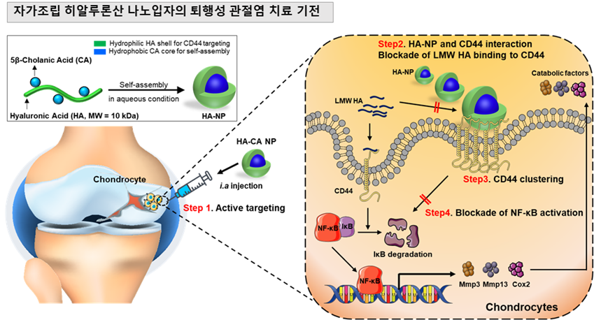 자가조립 히알루론산 나노입자의 퇴행성 관절염 치료 기전&lt;span class=&quot;footnote-wrapper&quot;&gt;[60]&lt;/span&gt;