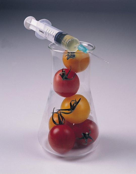 GM작물, 거부만이 능사 아니다