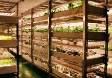 식물공장, 도심에 씨를 뿌리다