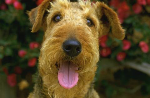 개와 사람 뇌 구조가 유사하다?