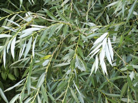 현대판 ‘불로초’ 흰버드나무껍질