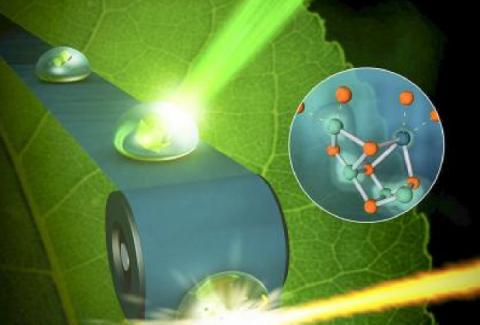 식물의 광합성 장면, 영상 포착