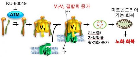 젊음 되찾는 비밀 밝혀냈다