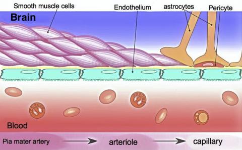 사이언스타임즈