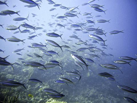 ‘잡초’ 어종이 미래 바다 지배한다
