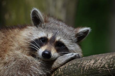 Nuguri Racoon 사이언스타임즈
