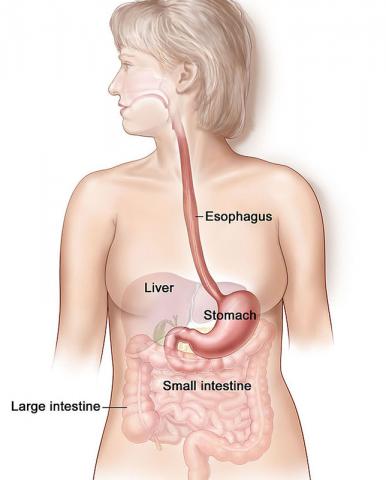 비만자 장내 미생물이 우울과 불안 유발