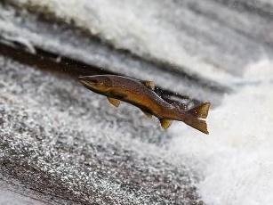 연어가 물 위로 뛰어오르는 이유