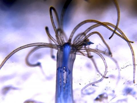 신체대칭 유전자가 6억년 전에 한 일은?