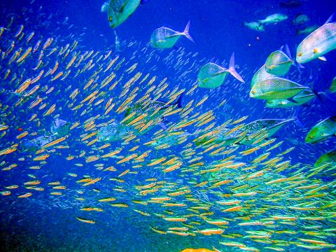 동물 ‘무리짓기’의 숨겨진 비밀