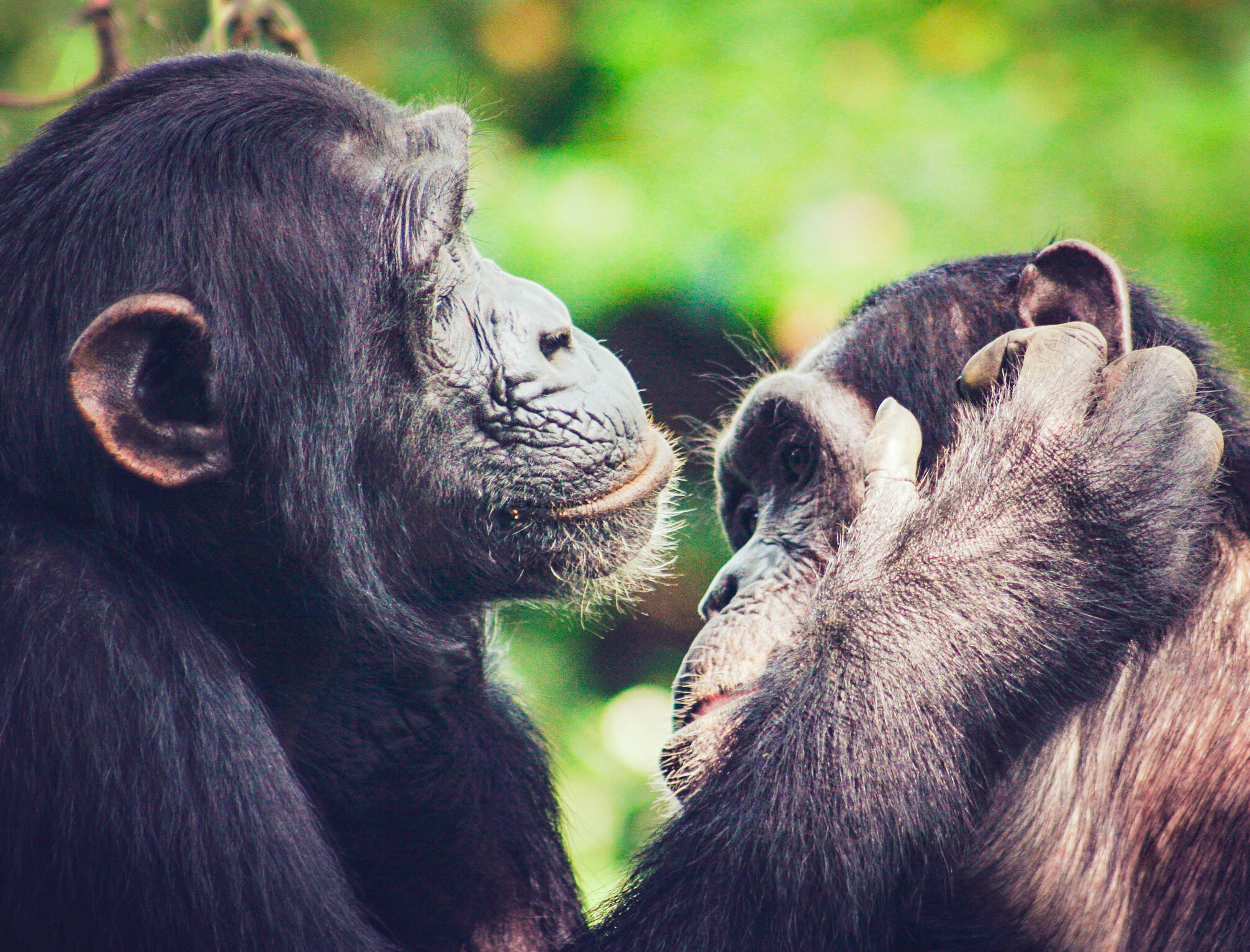 언어 진화, 유인원의 ‘입술 마주침’이 단서
