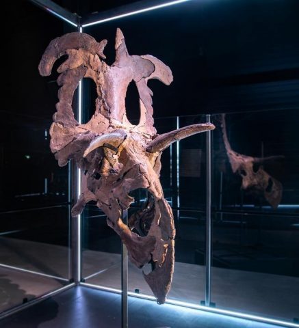 덴마크 마리보 진화박물관에 전시된 로키케라톱스 화석. 덴마크 마리보 진화박물관(Museum of Evolution)에 복원돼 전시된 로키케라톱스의 두개골 화석. ⓒMuseum of Evolution 제공