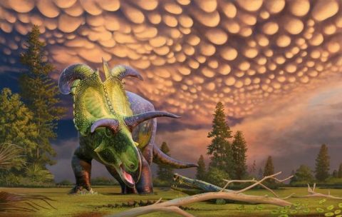 미국 몬태나주 북부에서 발견된 초식공룡 로키케라톱스 복원도 ⓒAndrey Atuchin for the Museum of Evolution in Maribo, Denmark. 제공
