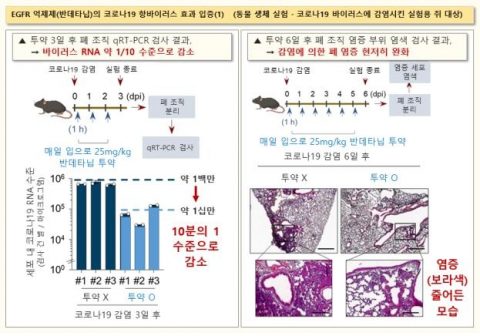 반데타닙의 코로나19 치료 효과 확인 ⓒ한국화학연구원 제공