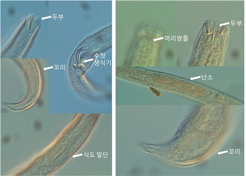 사이언스타임즈
