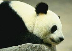 동물원…학습장인가 필요악인가 – Sciencetimes
