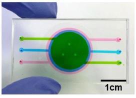동물실험 대체용 '인공 피부' 개발 – Sciencetimes 동물실험 대체용 '인공 피부' 개발 – Sciencetimes
