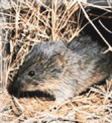 배우자 결합 연구에 많이 활용되는 대초원 들쥐(prairie voles). 일부일처제를 유지하고 있다. Credit : Wikimedia Commons / United States National Park Service